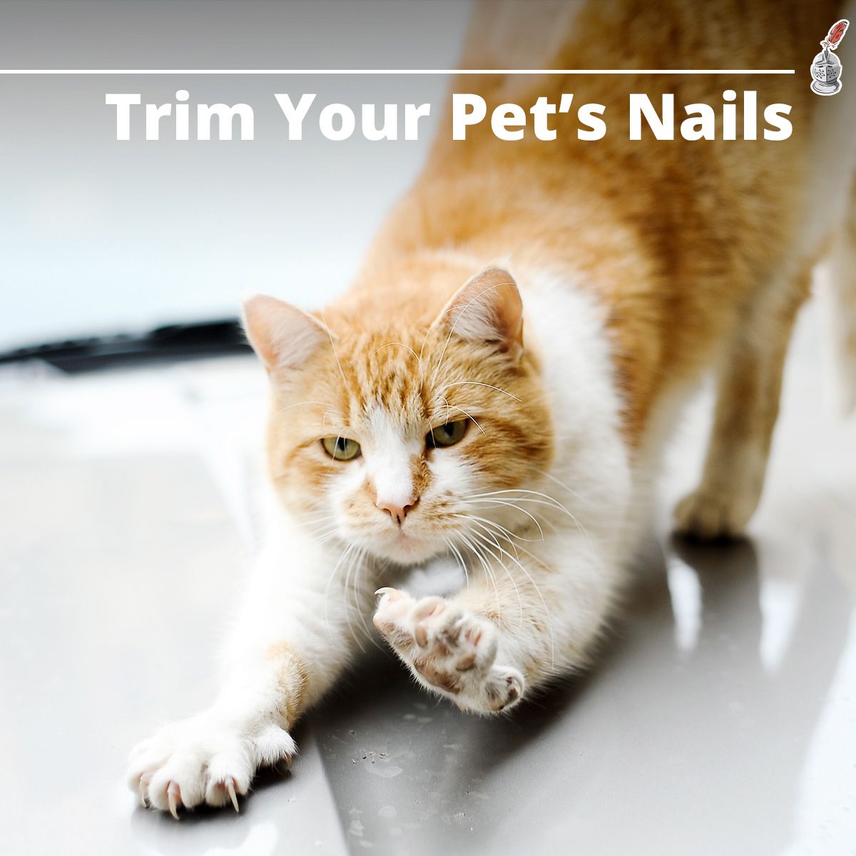 Trim Your Pet's Nails